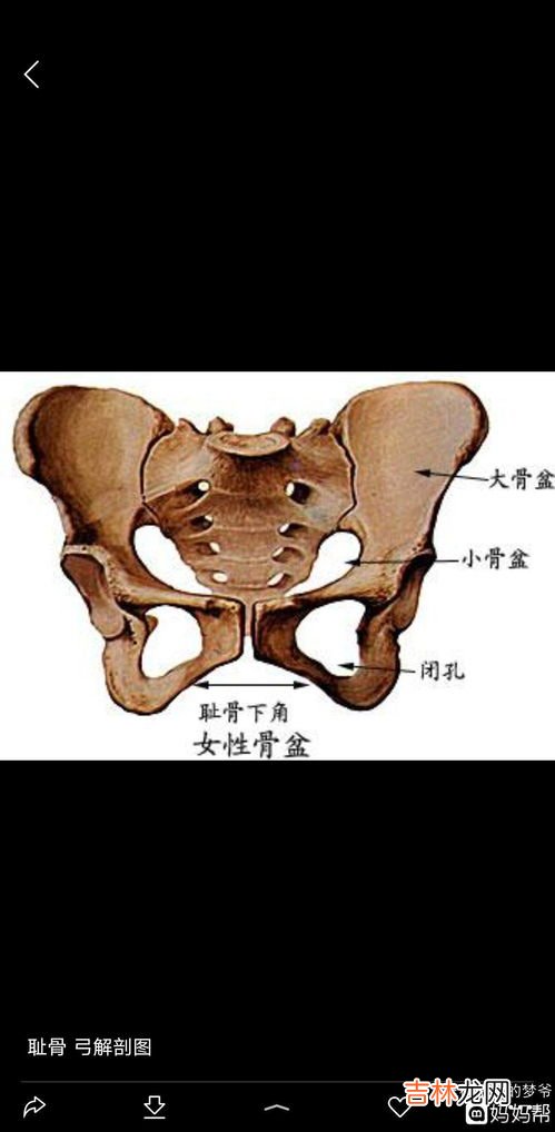 耻骨在哪个位置,耻骨的准确位置是在哪里？