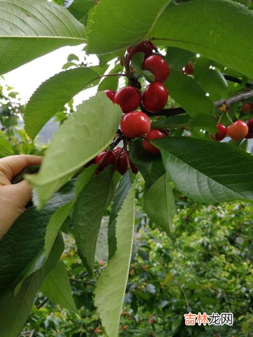 车厘子怎么种植盆栽,盆栽车厘子种植技术是怎样的谁了解