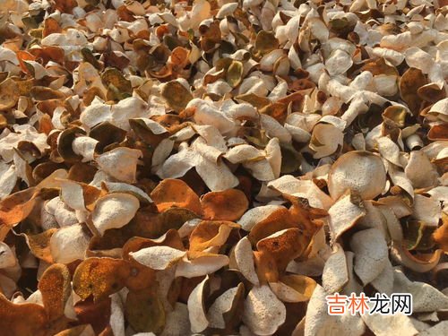 陈皮煮水的功效与作用,陈皮泡水喝有什么功效和作用