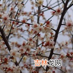 梅花的特点是什么,梅花的特征和特点