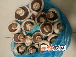 蘑菇变黑了还能吃吗,蘑菇放冰箱变黑能吃吗
