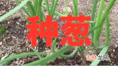 葱根种植方法,葱的种植方法和时间