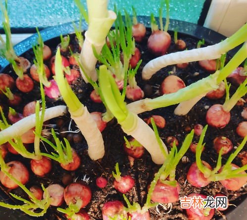 葱根种植方法,葱的种植方法和时间