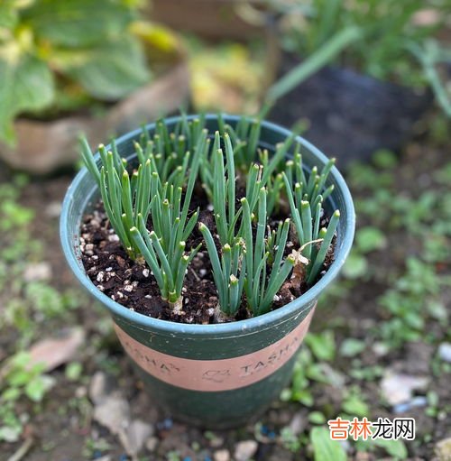 葱根种植方法,葱的种植方法和时间