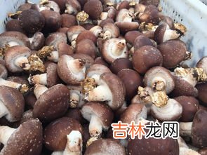香菇隔夜能吃吗,香菇隔夜能吃吗