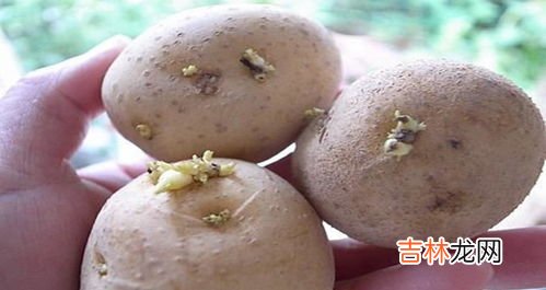 四种巧用发芽土豆的实用小妙招,发芽的土豆有什么用途