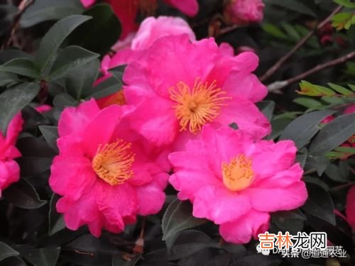 茶梅移栽后能浇水吗,山茶花移栽要浇水吗,山茶花移栽多久能成活