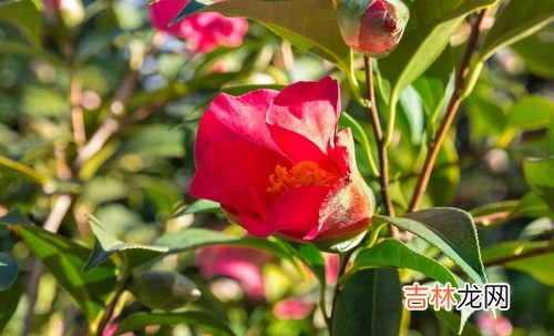 茶梅移栽后能浇水吗,山茶花移栽要浇水吗,山茶花移栽多久能成活