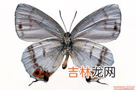 蝴蝶辨别食物味道用身体哪个部位,蝴蝶有身体哪一部位品尝味道