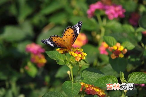 蝴蝶辨别食物味道用身体哪个部位,蝴蝶有身体哪一部位品尝味道