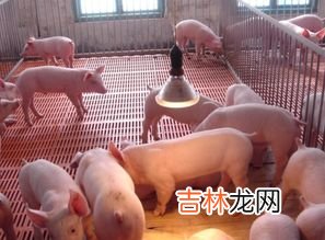 猪小肠是什么部位,竹肠是什么部位?