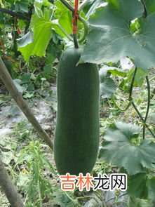 为什么没有北瓜,为什么没有北瓜