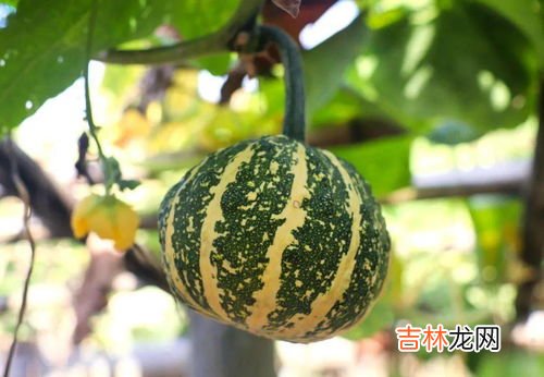 为什么没有北瓜,为什么没有北瓜
