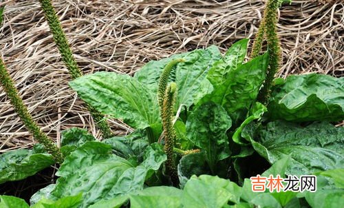 车前草的根能吃吗,车前草的根功效与作用及食用方法