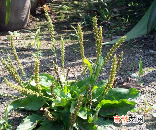 车前草的根能吃吗,车前草的根功效与作用及食用方法