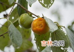 叶片叶绿素的作用,植物中叶绿素的作用