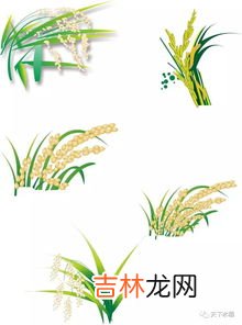 叶片叶绿素的作用,植物中叶绿素的作用