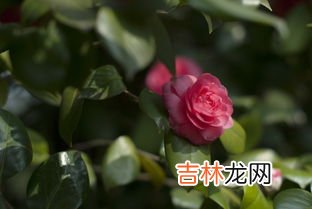 新手必看 茶花怎么养才开花,茶花怎么养，5大步骤教你养出一树茶花