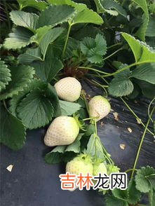 草莓树是怎么种出来的,草莓有树吗？怎样养呀？草莓树要养几年它才结果呀？