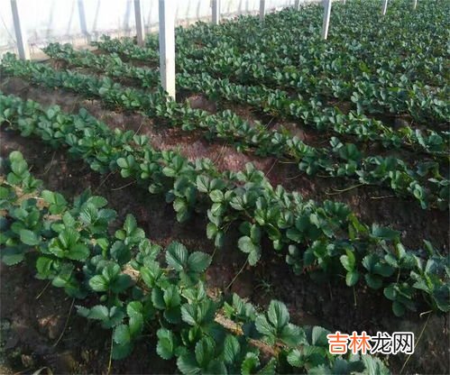 草莓树是怎么种出来的,草莓有树吗？怎样养呀？草莓树要养几年它才结果呀？