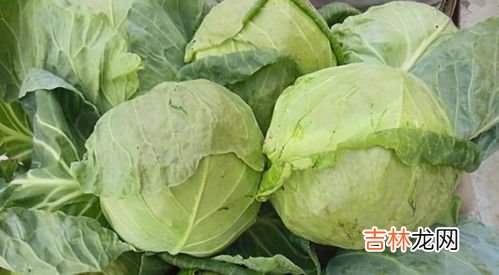 包菜和卷心菜是一种吗,想问卷心菜是包菜吗？