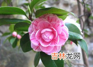 茶花也叫断头花吗,家里为什么不能养茶花，家里养茶花对主人好吗