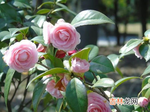茶花也叫断头花吗,家里为什么不能养茶花,家里养茶花对主人好吗