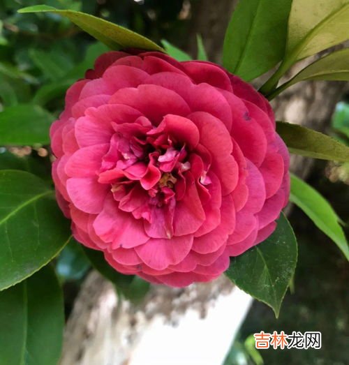 茶花也叫断头花吗,家里为什么不能养茶花,家里养茶花对主人好吗