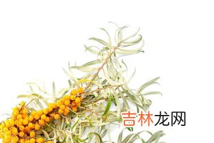 沙棘籽油的功效与作用,沙棘油是什么功效?