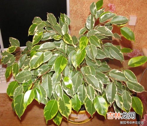 榕树树叶像什么,榕树像什么二年级
