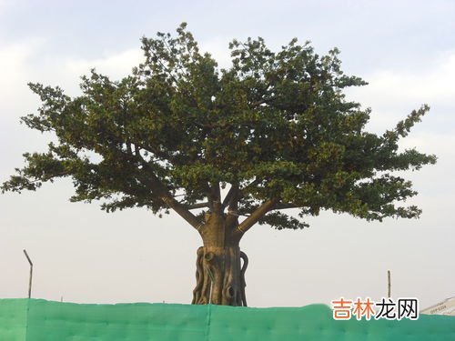 榕树树叶像什么,榕树像什么二年级