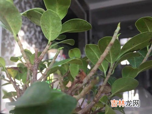 榕树树叶像什么,榕树像什么二年级