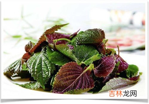 紫苏叶粉的功效与作用,紫苏叶的功效与作用及食用方法