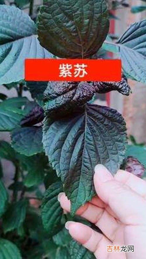 紫苏叶粉的功效与作用,紫苏叶的功效与作用及食用方法
