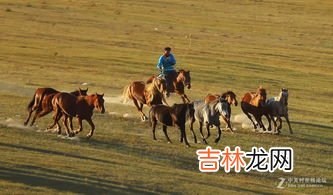 草原奔驰的动物,草原奔腾代表什么动草