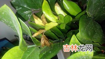 芦荟怕冻吗冬天怎么过冬,芦荟过冬的养护技巧