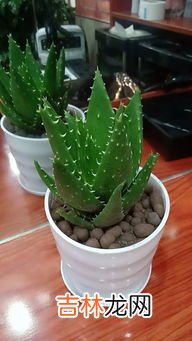 芦荟怕冻吗冬天怎么过冬,芦荟过冬的养护技巧