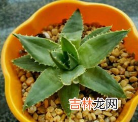 芦荟怕冻吗冬天怎么过冬,芦荟过冬的养护技巧