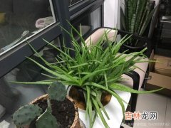 芦荟怕冻吗冬天怎么过冬,芦荟过冬的养护技巧