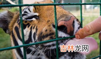 老虎的舌头有什么特点,老虎舌头和人类舌头相比,在结构上有何不同?老虎舔一口掉一层皮是真的吗?