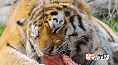 老虎的舌头有什么特点,老虎舌头和人类舌头相比,在结构上有何不同?老虎舔一口掉一层皮是真的吗?