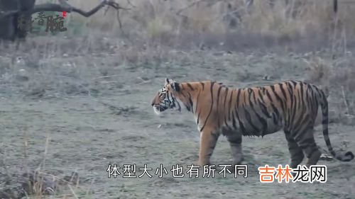 老虎的舌头有什么特点,老虎舌头和人类舌头相比,在结构上有何不同?老虎舔一口掉一层皮是真的吗?