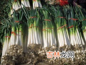 大葱如何冬天储藏,大葱怎样储存冬天 大葱冬天的储存方法