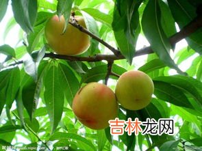 茶桃可以吃吗,千岛湖有一种植物表面暗黄色切开后是白色的，吃到嘴巴里面比较松软，是菜