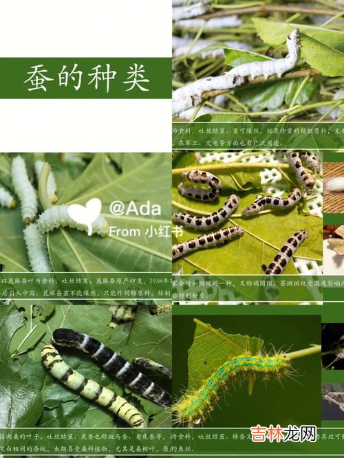 蚕的一生,蚕的一生要经历多长时间?