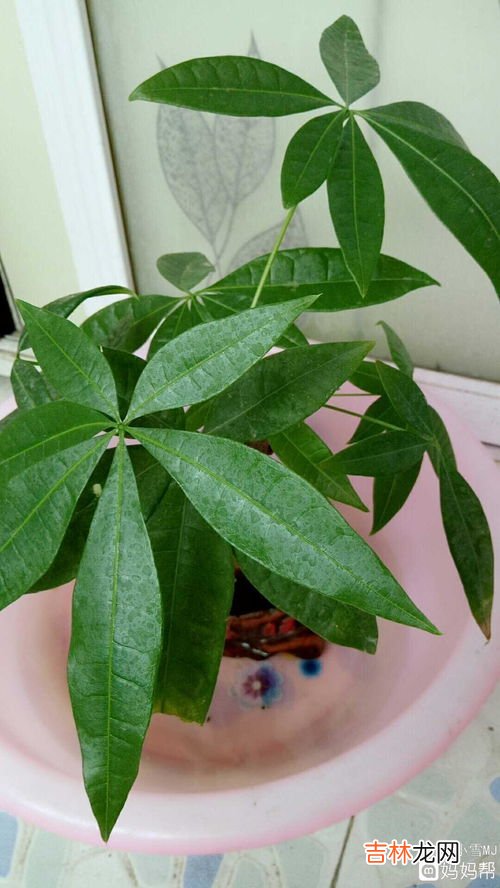发财树的养殖方法和注意事项是啥,发财树的养殖方法和注意事项