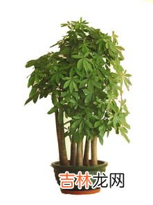 发财树的养殖方法和注意事项是啥,发财树的养殖方法和注意事项