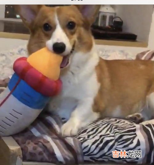 狗中毒了怎么办,狗狗食物中毒怎么解毒
