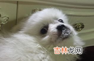 狗中毒了怎么办,狗狗食物中毒怎么解毒