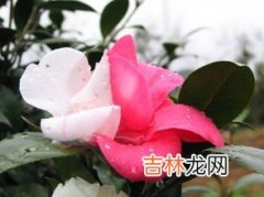 抖音山茶花的意思,网络用语山茶花是什么意思?